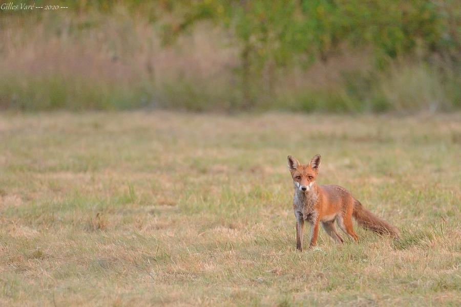 Renard