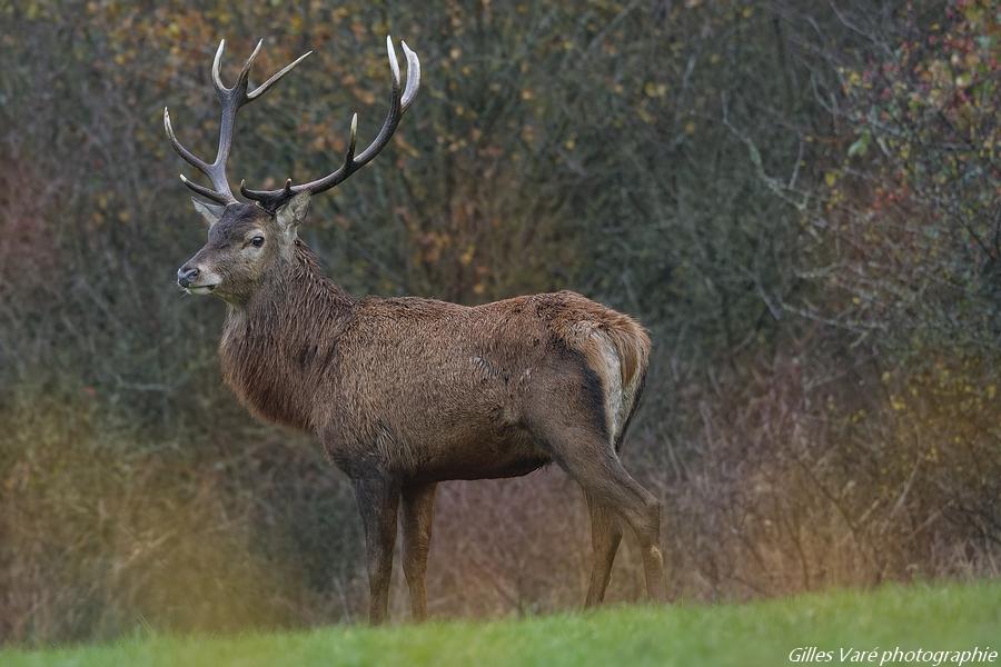 Cerf élaphe