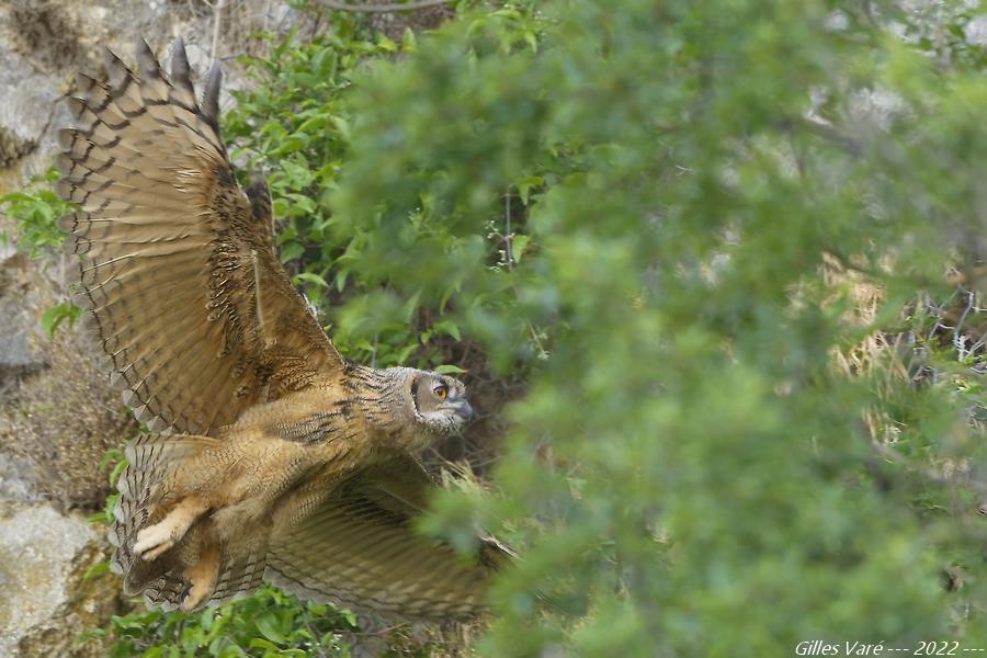 Hibou grand duc