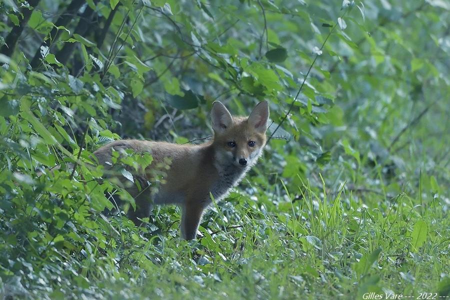 Renard roux