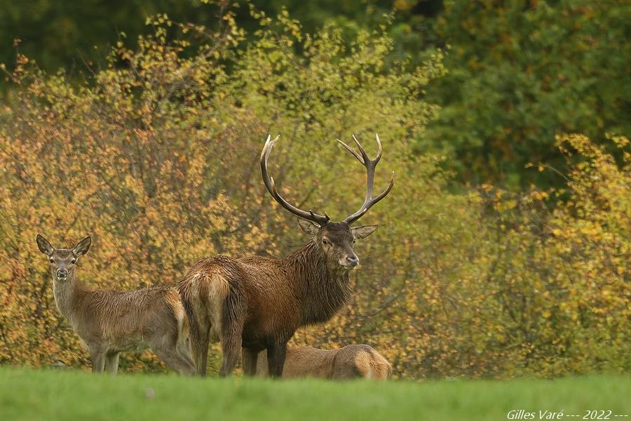 Cerf élaphe