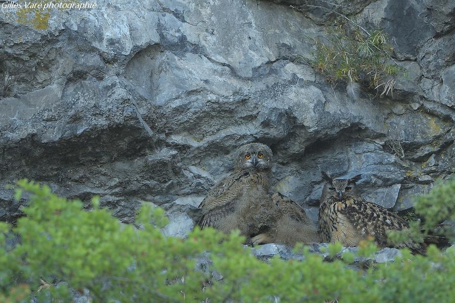 Hiboux grand duc