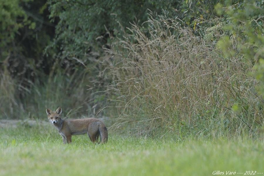 Renard roux