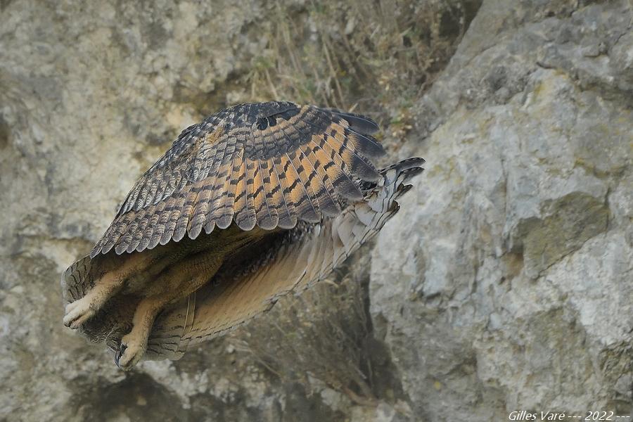 Hibou grand duc