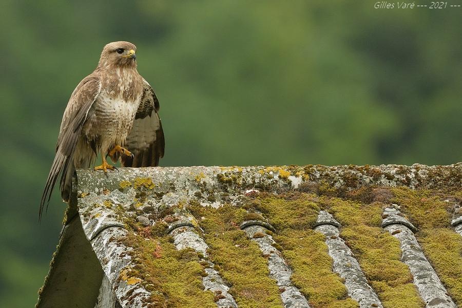 Buse variable