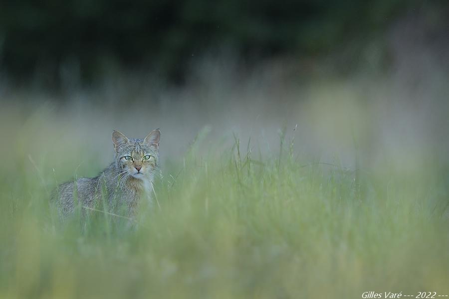 Chat forestier