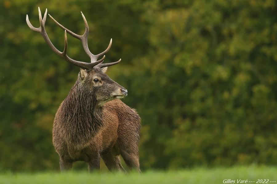 Cerf élaphe