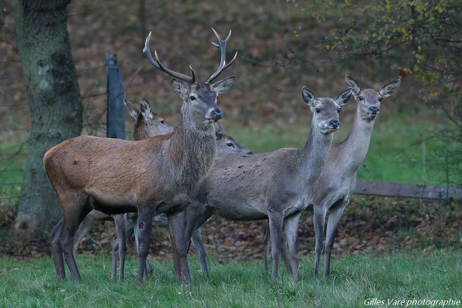 Cerf élaphe