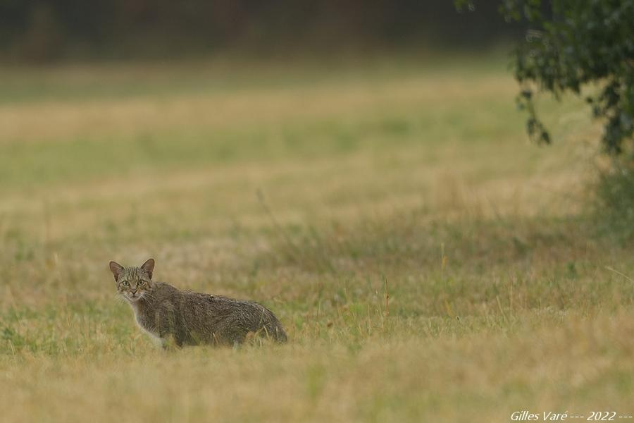 Chat forestier