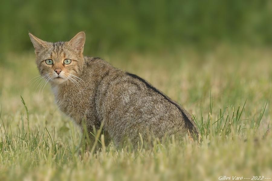 Chat sauvage