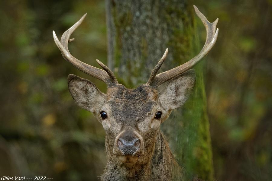 Cerf élaphe