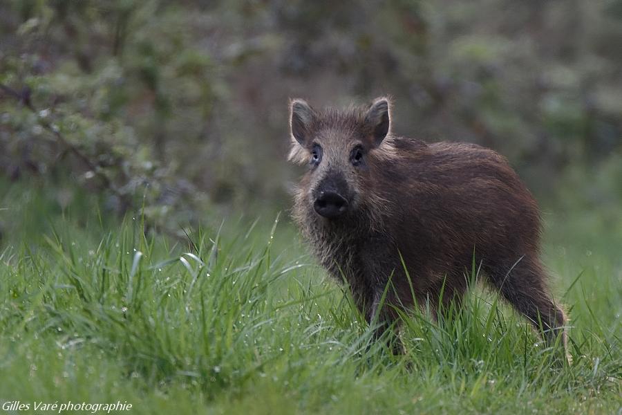 Sanglier