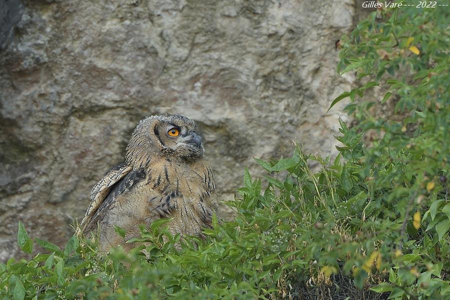 Hibou grand duc