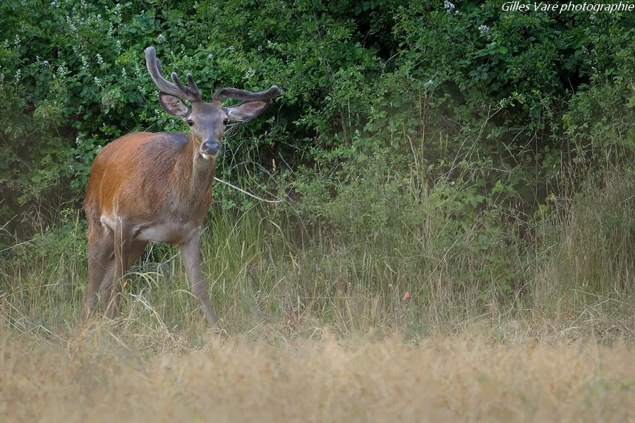 Cerf élaphe