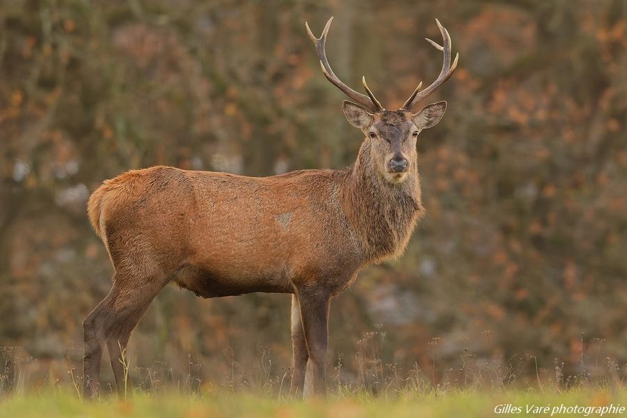 Cerf élaphe