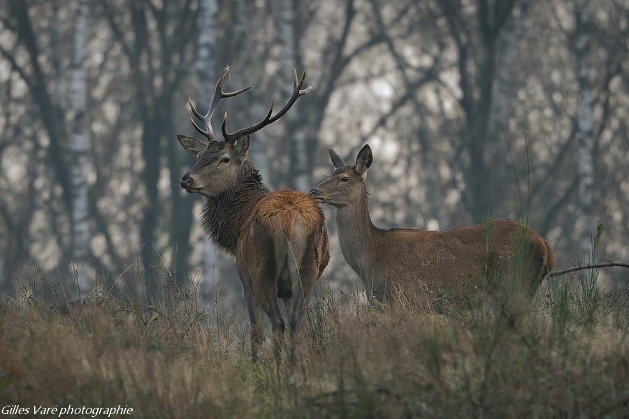 Cerf élaphe