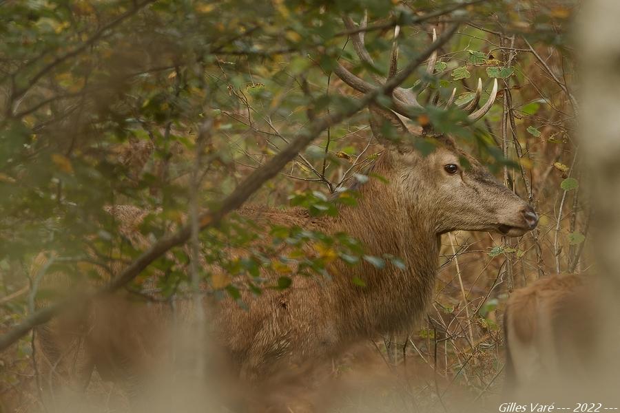 Cerf élaphe