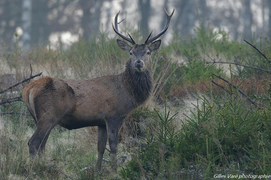 Cerf élaphe