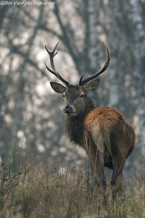 Cerf élaphe