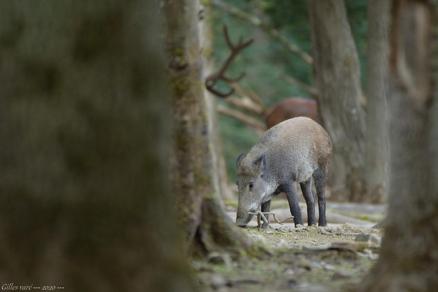 Sanglier