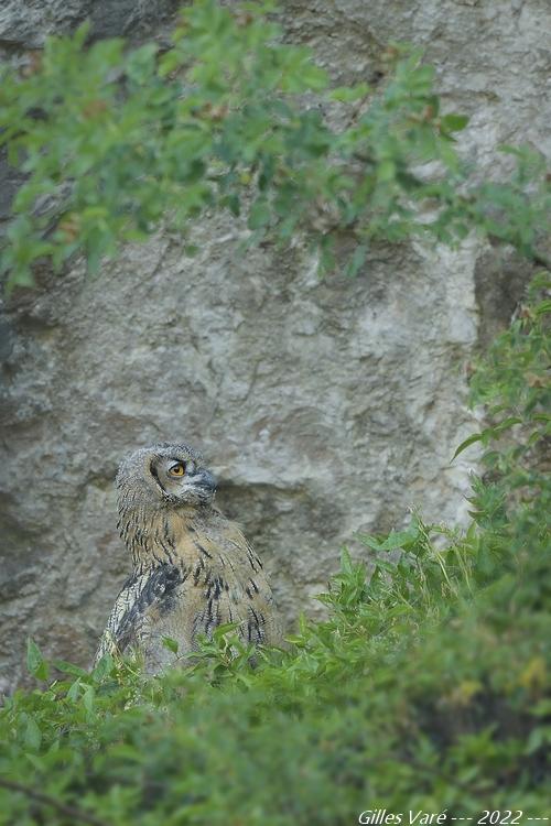 Hibou grand duc