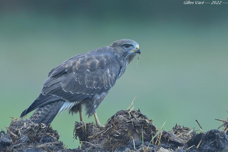 Buse variable