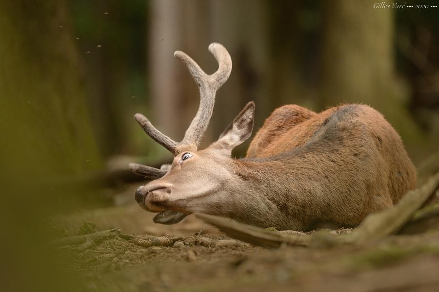 Cerf élaphe