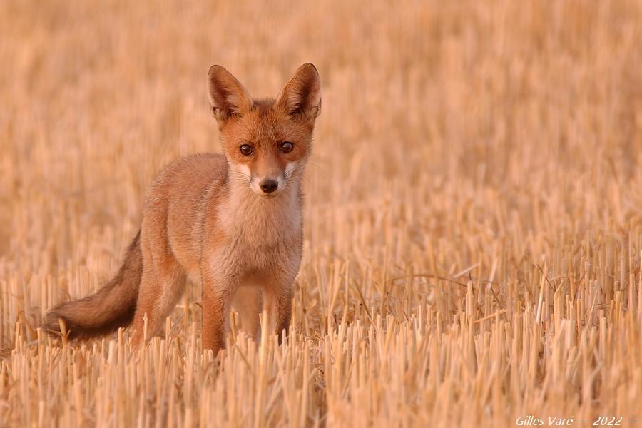 Renard roux