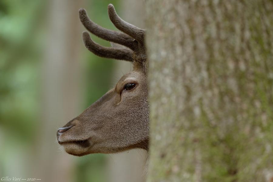 Cerf élaphe