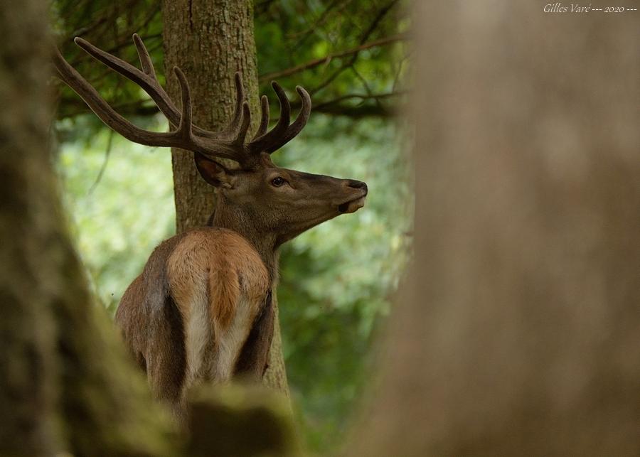 Cerf élaphe