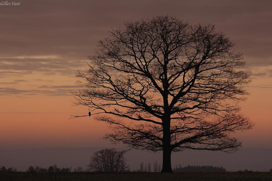 Ardennes