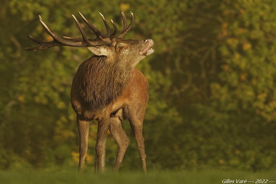 Cerf élaphe