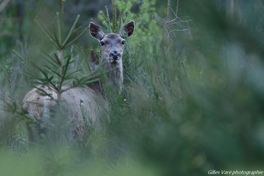 Biche