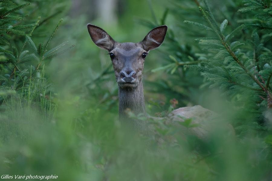 Biche