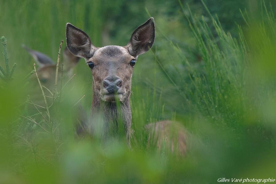 Biche