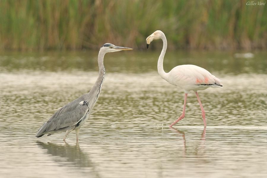 Camargue