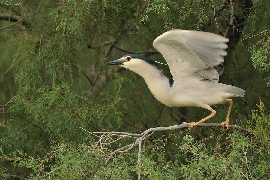 Camargue