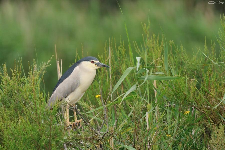 Camargue