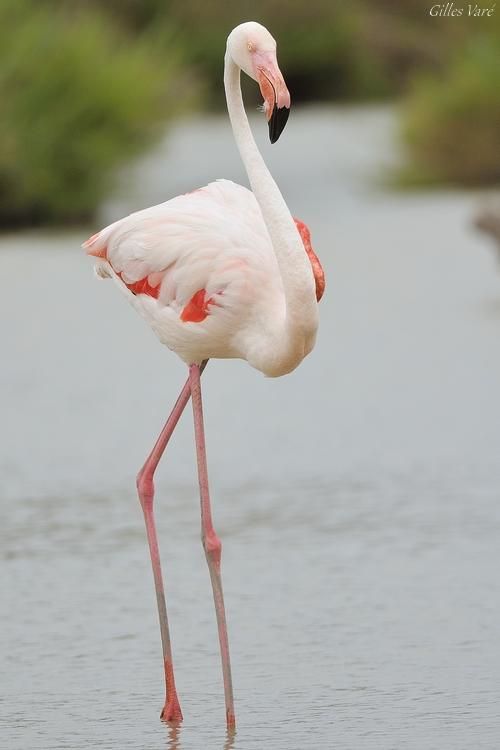 Camargue