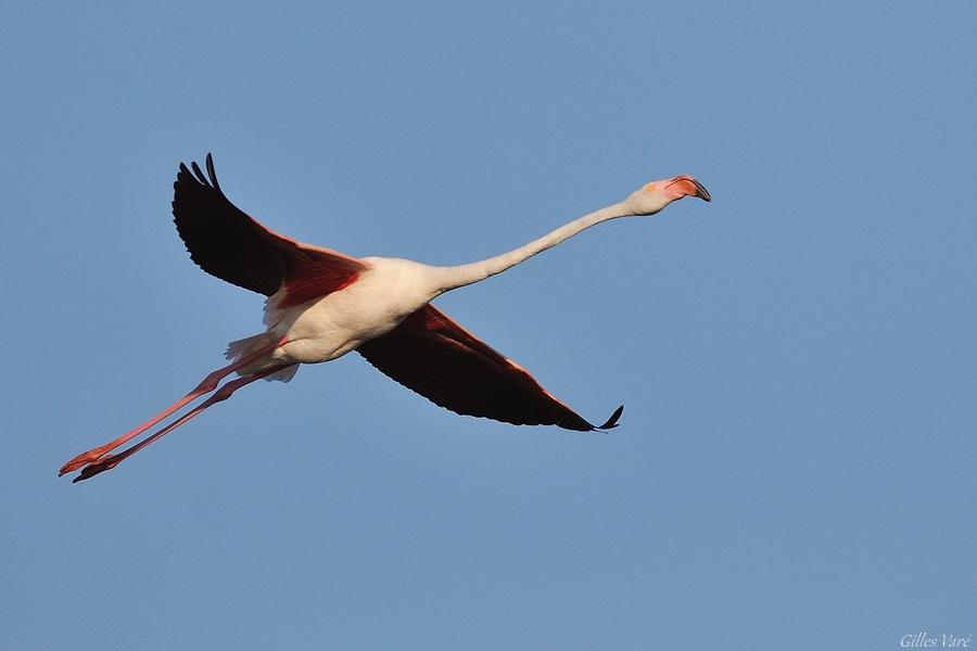 Camargue