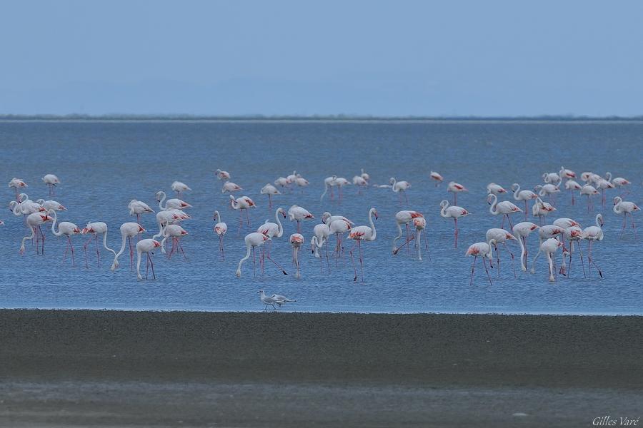 Camargue