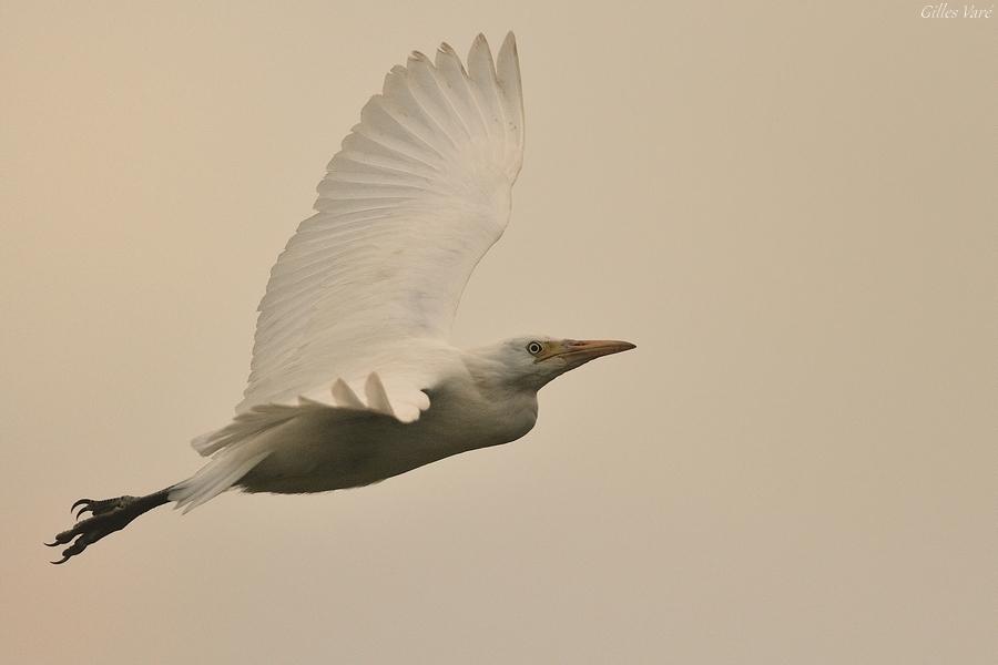 Camargue