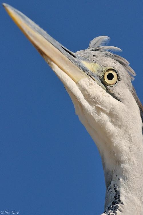 Camargue