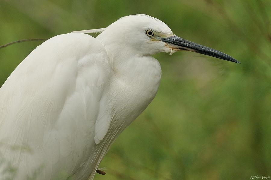 Camargue