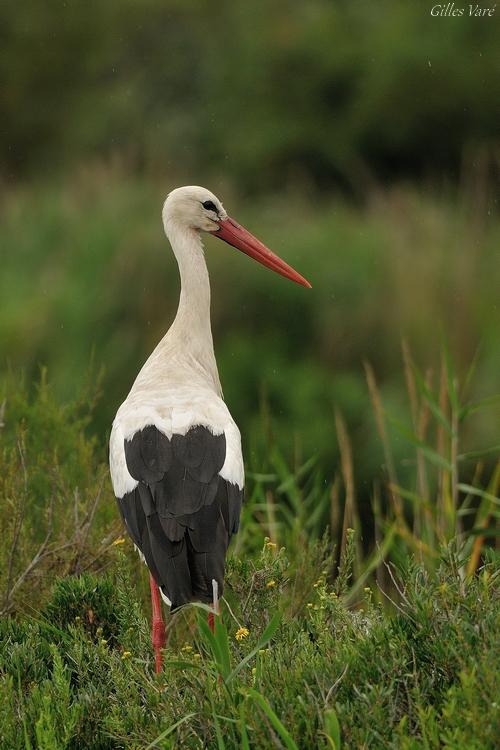 Camargue