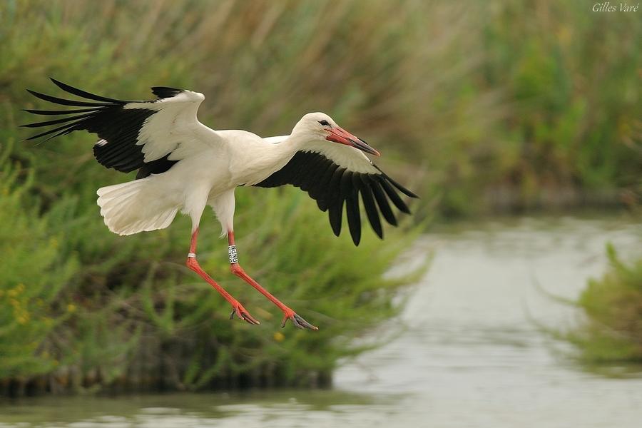 Camargue