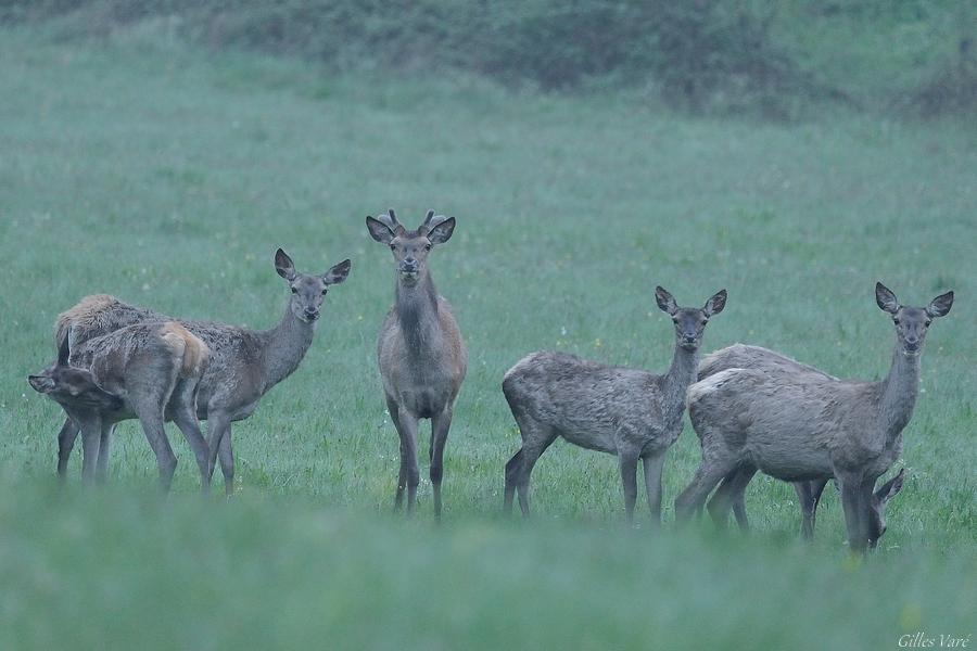 Cerf élaphe