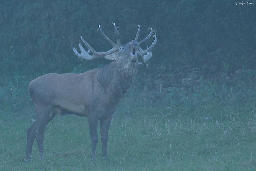 Cerf élaphe