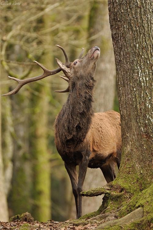 Cerf élaphe