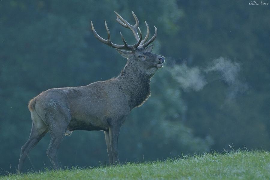 Cerf élaphe